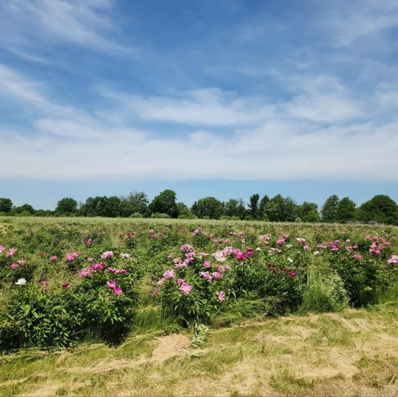 Meet your Posher, Dawn - Picture 3 of 4